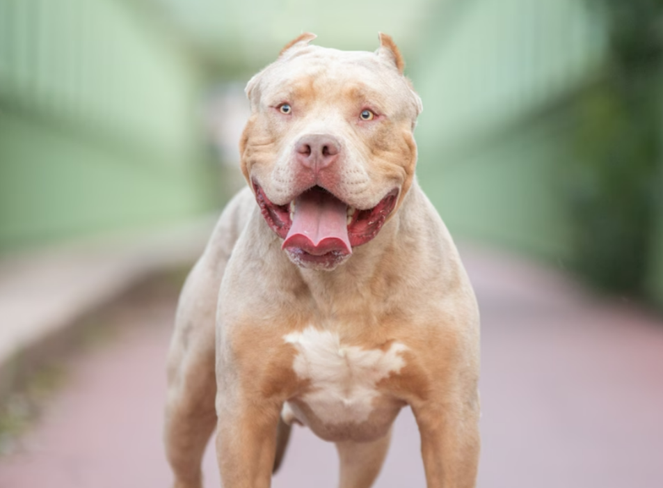 Junger Mann von eigenem Hund attackiert und totgebissen - hier die Hintergründe!
