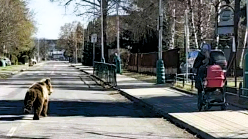 Bär greift Kinderwagen an! Wilder Bär attackiert Passanten - 5 Personen verletzt