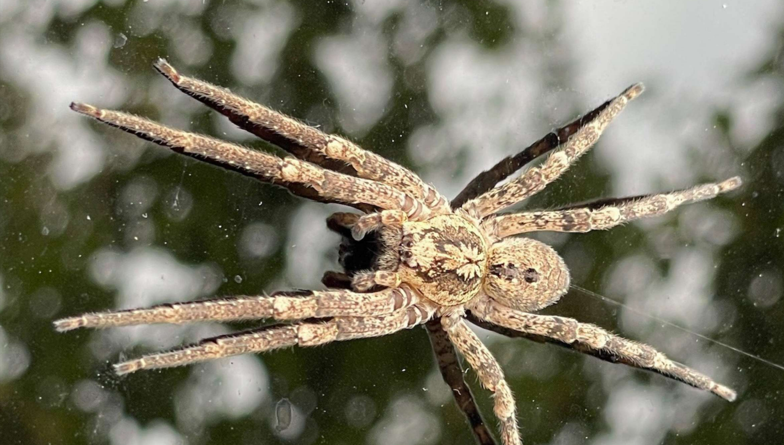 Vorsicht! Giftige Nosferatu-Spinne jetzt auch in Deutschland heimisch, sie kommt aus dem Mittelmeerraum